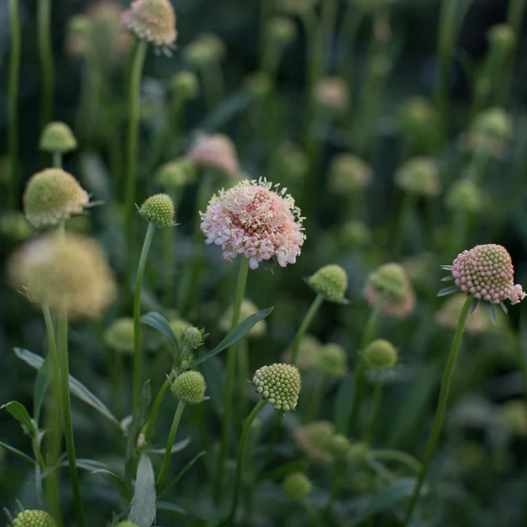 Scabiosa atropurpurea 'Fata Morgana"