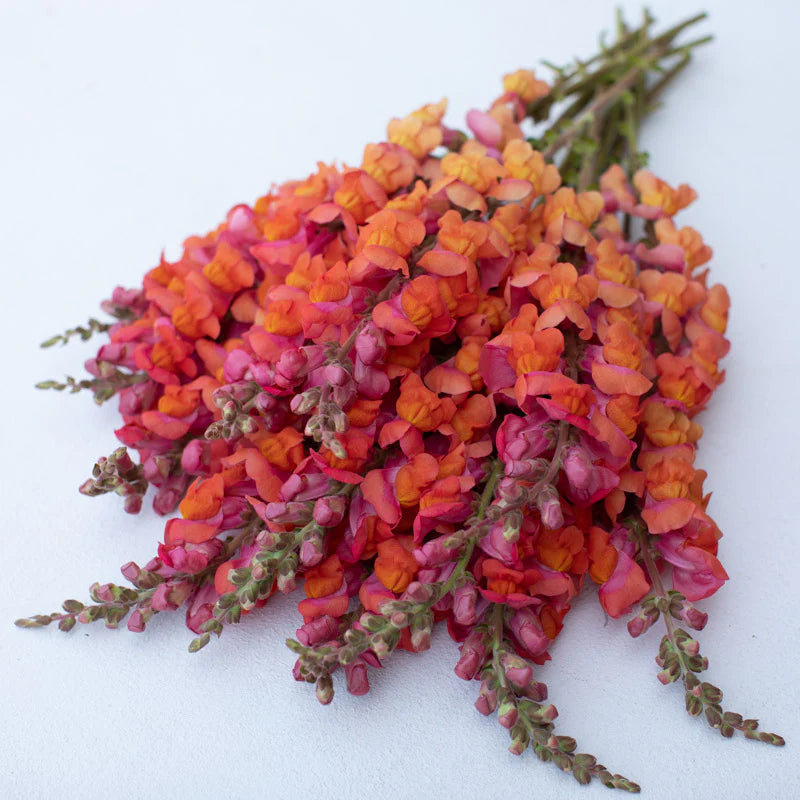 Hybrid Snapdragon CANNES ORANGE 11-III F