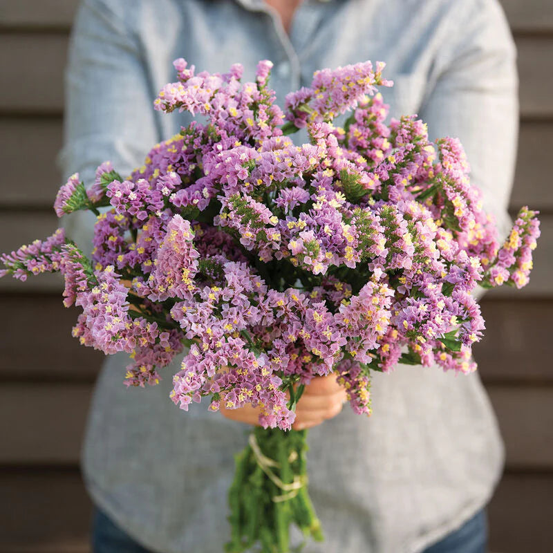 Statice SC'*.FOREVER HAPPY, Limonium sinuatur