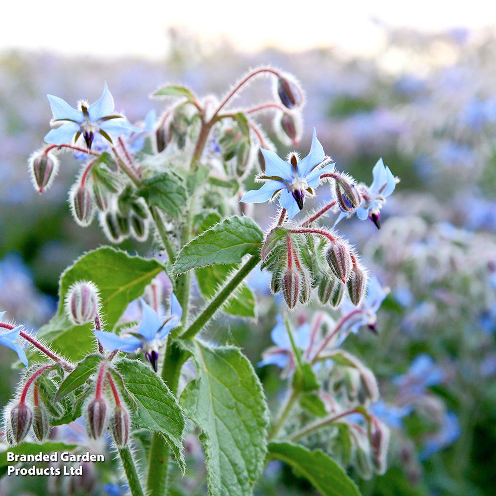 borage