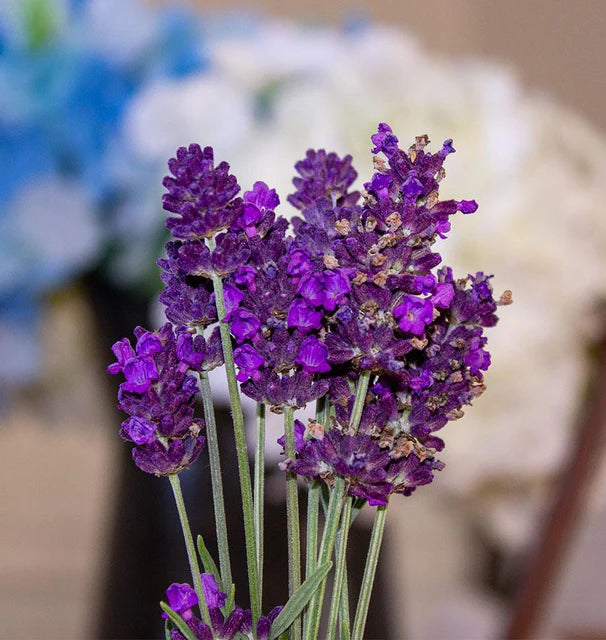 lavender Deep Purple