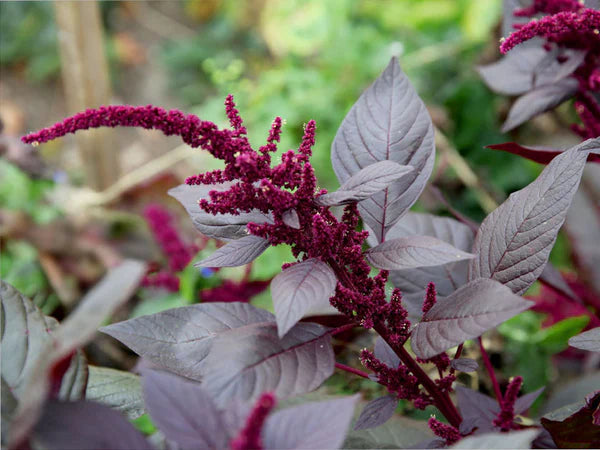 Amaranth HOPT RED DYE OG