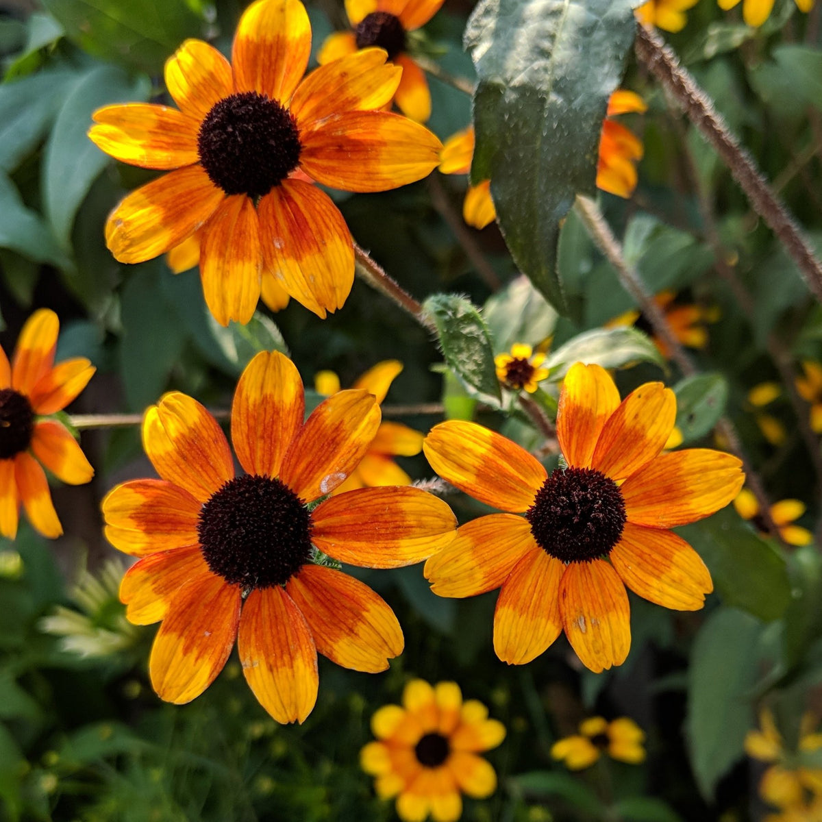 Rudbeckia triloba Prairie Glow