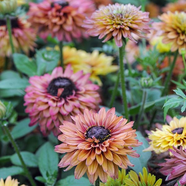 RUDBECKIA CARAMEL