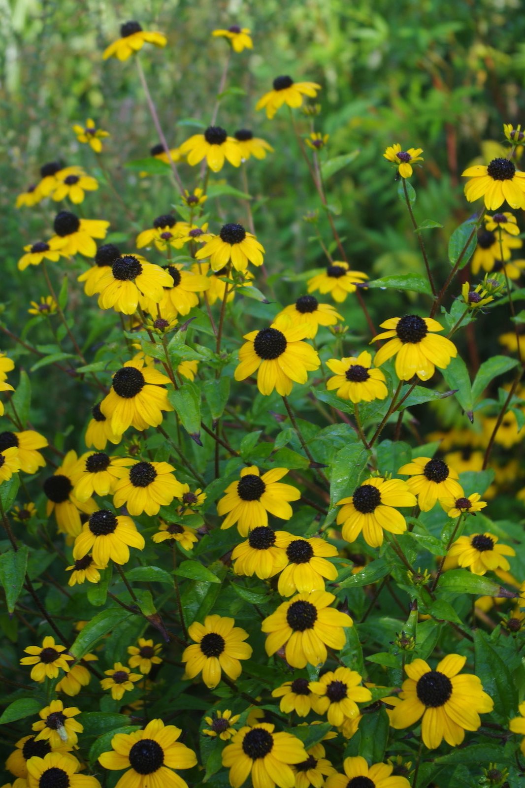 Rudbeckia Triloba