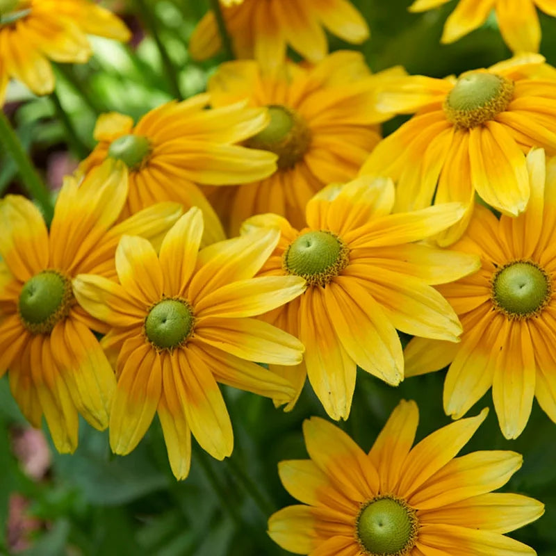 RUDBECKiA Irish eyes