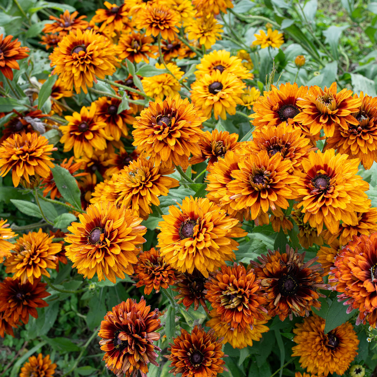 RUDBECKIA CHEROKEE sunset