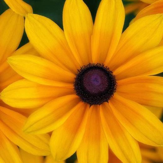 RUDBECKIA Indian Summer