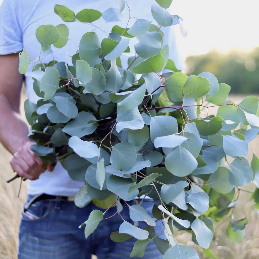 silverPlatte Eucalyptus