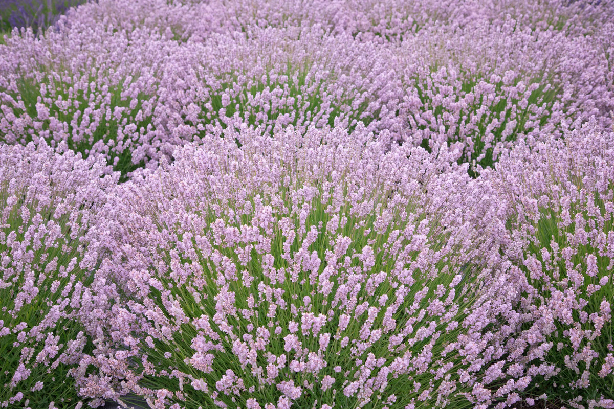 elegance pink lavender