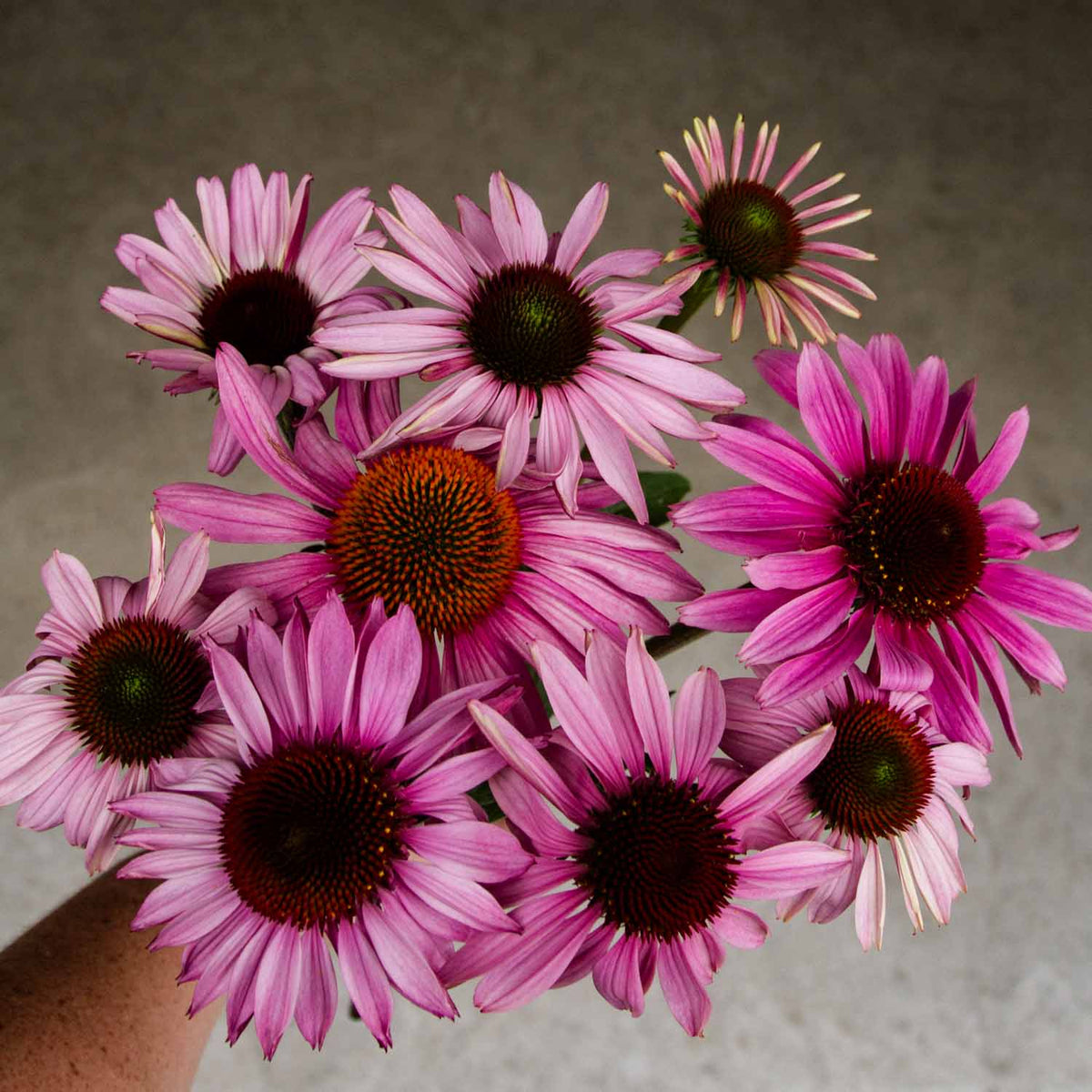 echinacea prima donna Deep rose