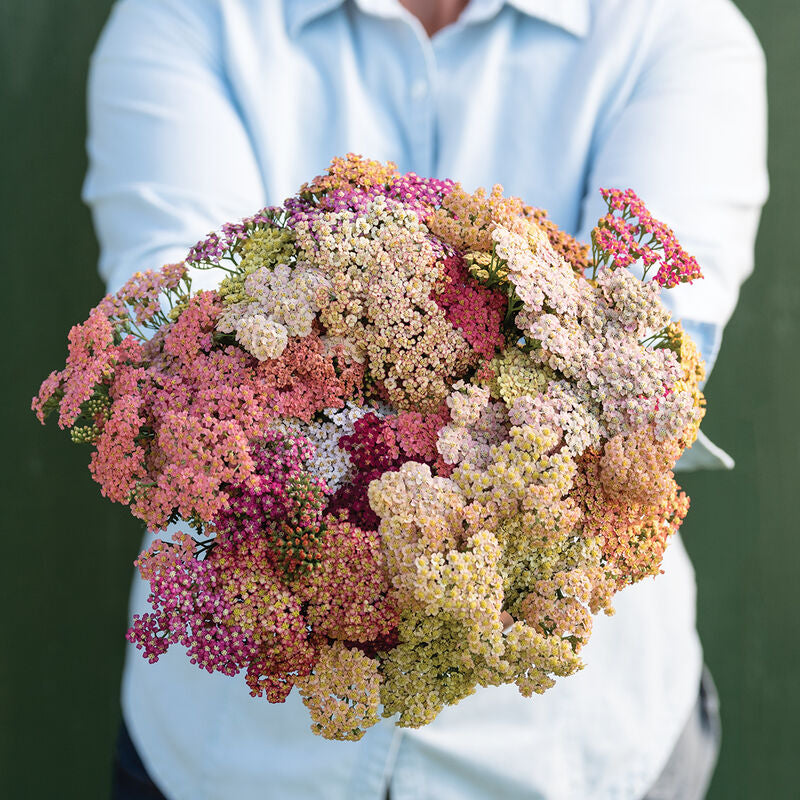 Summer pastel Yarrow