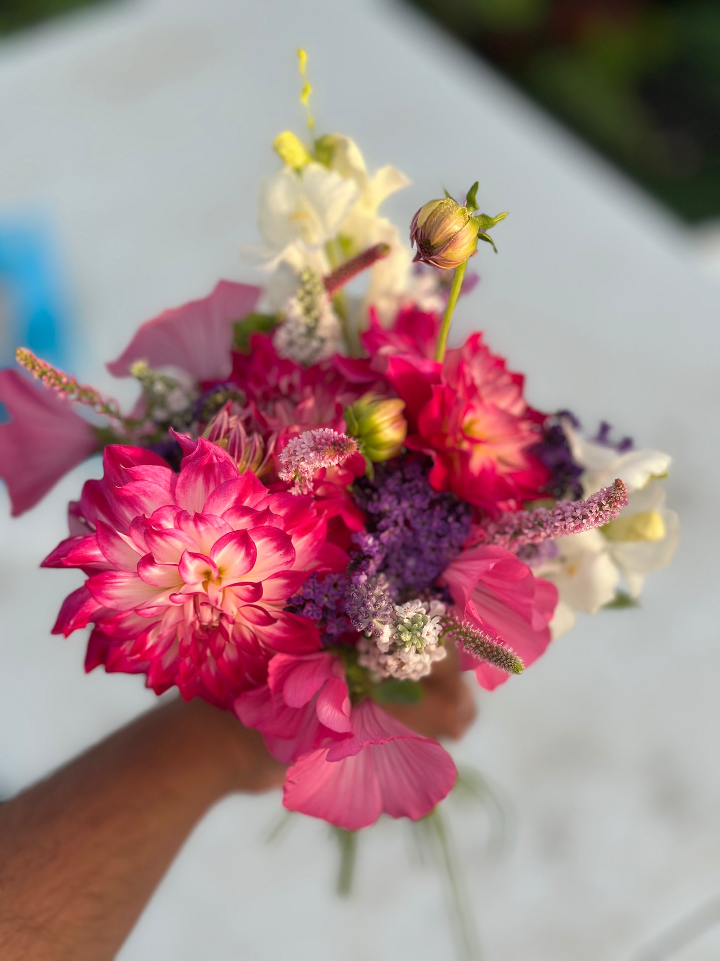 Shiny Pearl dahlia
