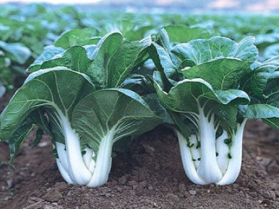 bok choy