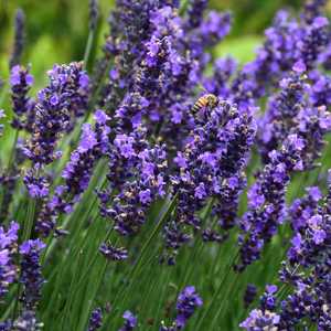 Lavendula hidcote superior primed