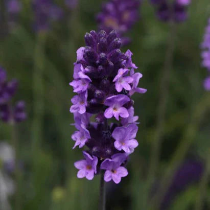 Lavendula avignon early blue