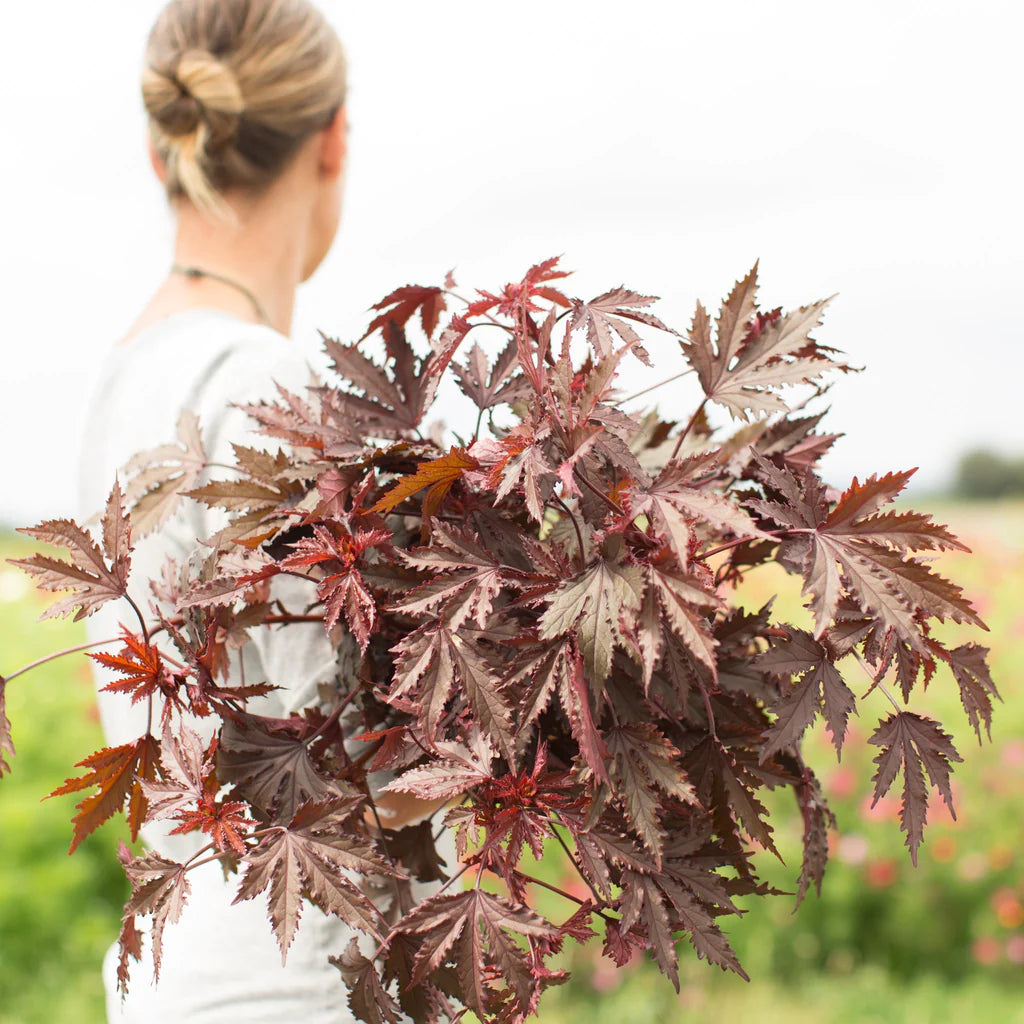 Red-leaf Hibiscus ‘Mahogany Splendor