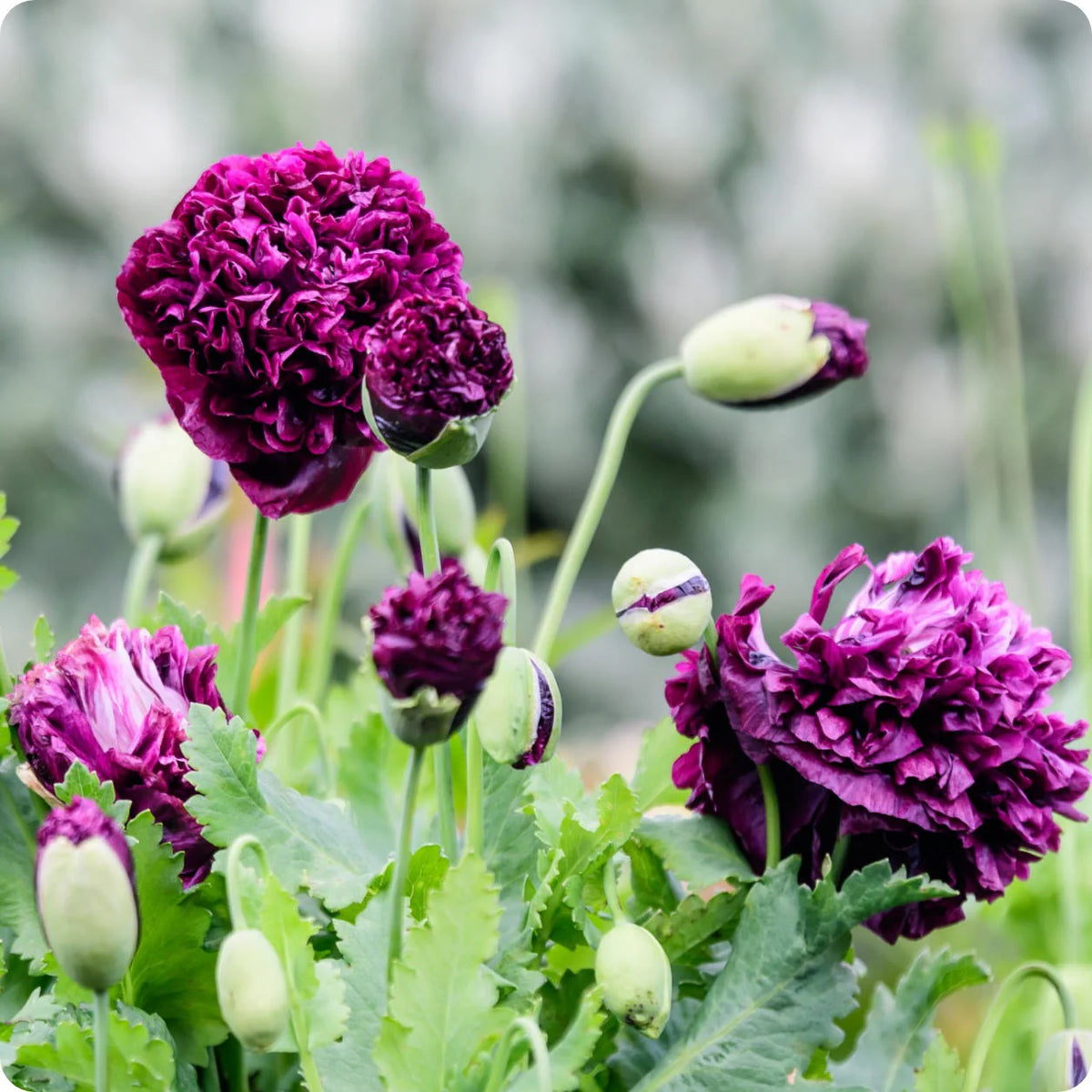 POPPY BLACK PEONY