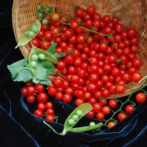 TOMATO Tess's Land Race Currant