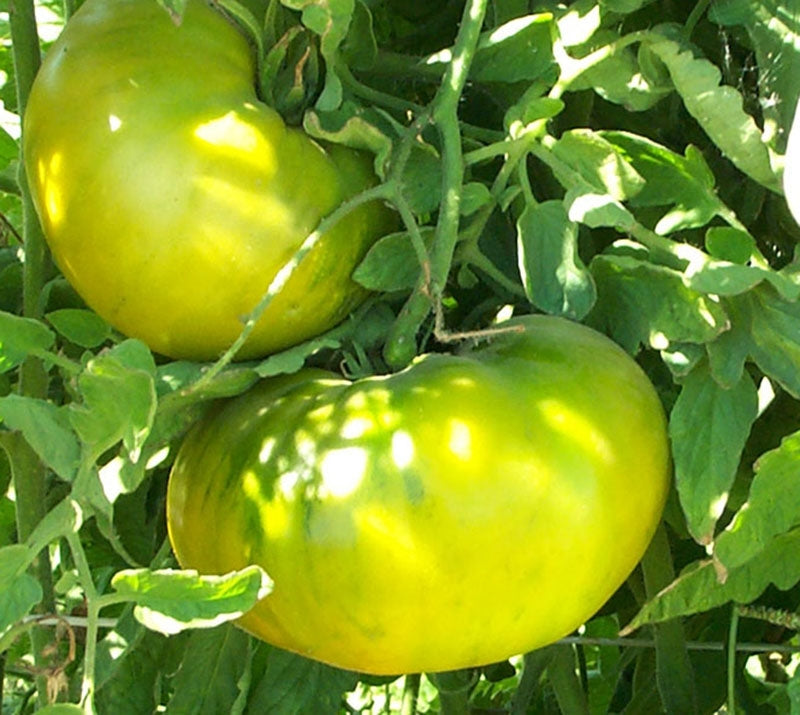 TOMATO GRANDMA OLIVER'S GREEN