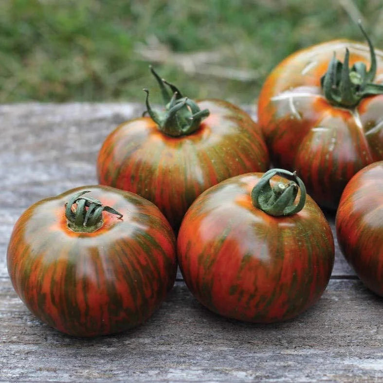 TOMATO Chocolate Stripes