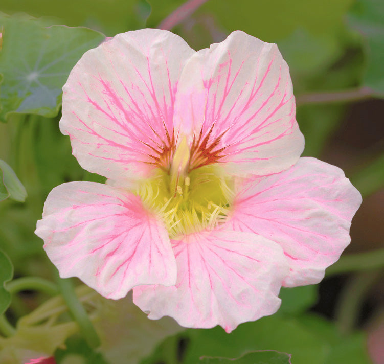 NASTURTIUM TIP TOP PINK BLUSH