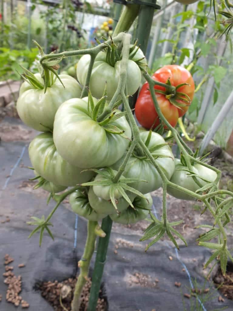 TOMATO MISSOURI PINK LOVE APPLE