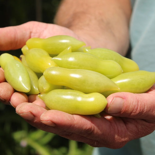 Dancing Green Fingers