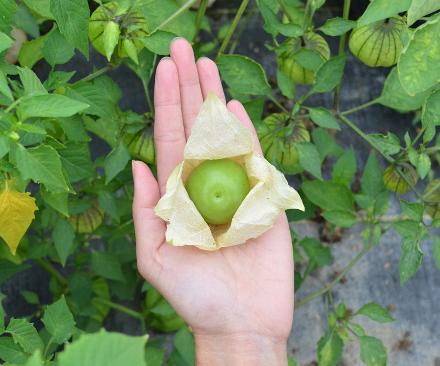 tomatillo RIO GRANDE VERDE