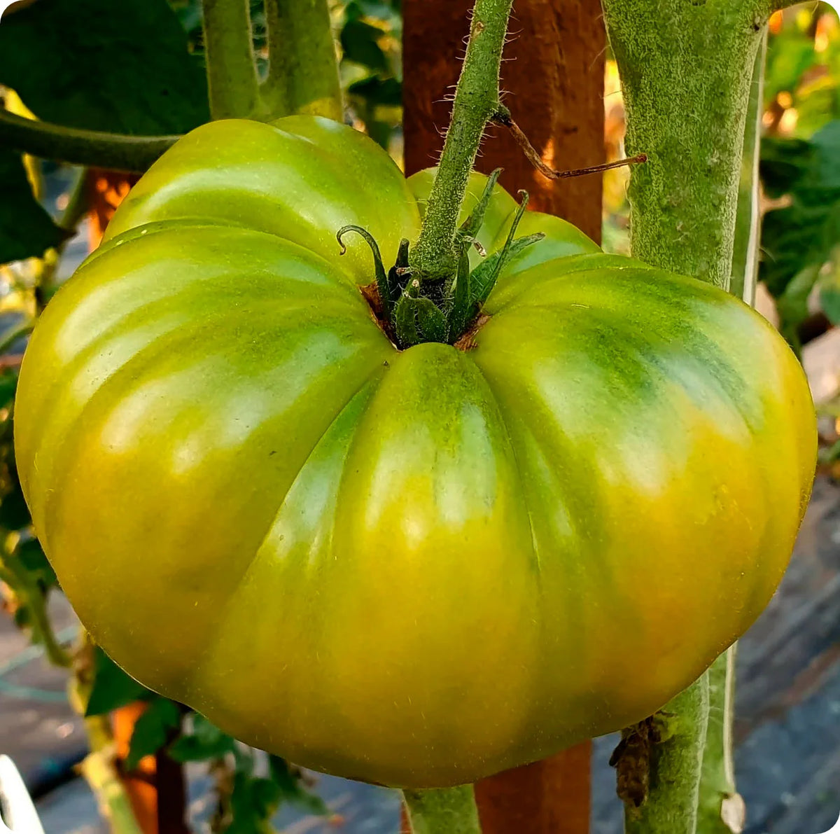 Tomatoes CHEROKEE GREEN OG