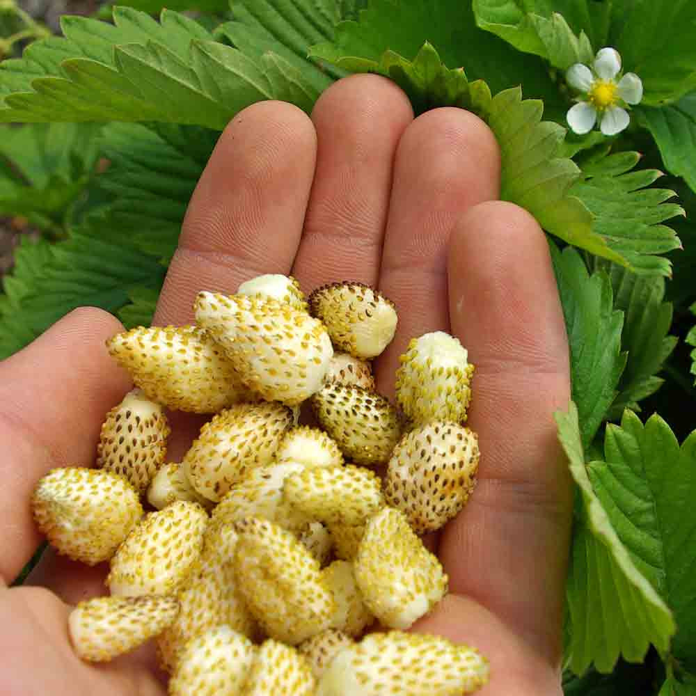 STRAWBERRY YELLOW WONDER WILD