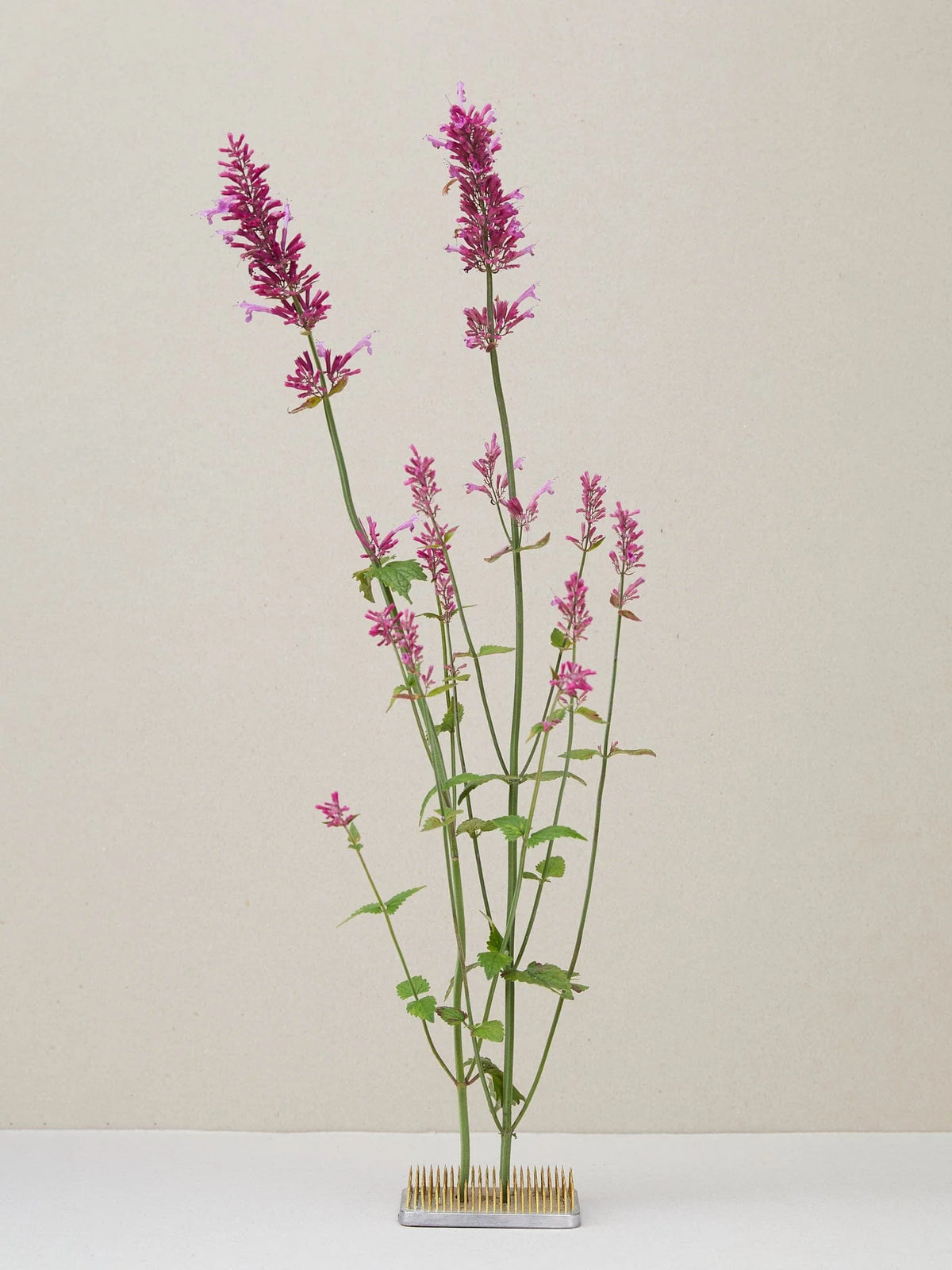 AGASTACHE TEXAS HUMMINGBIRD MINT HEATHER QUEEN