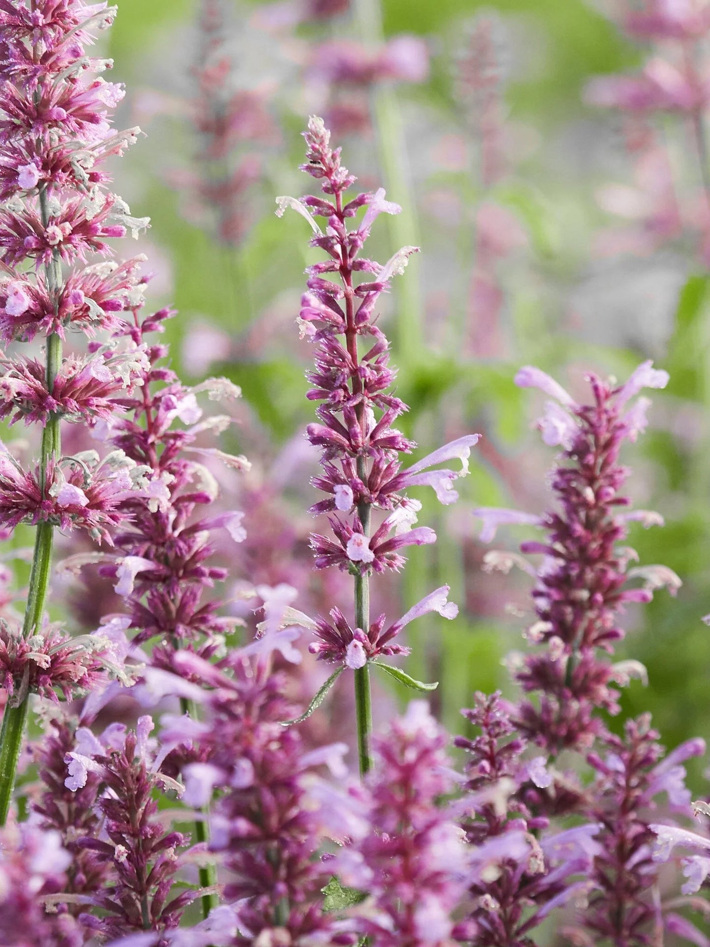 AGASTACHE ROSE MINT