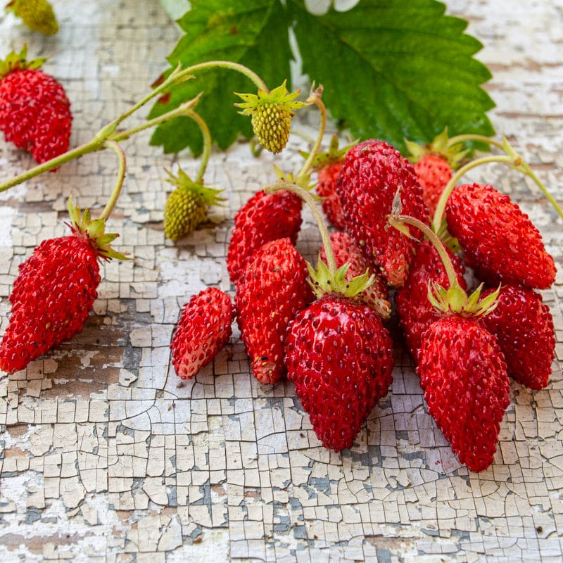 Strawberry Alexandria