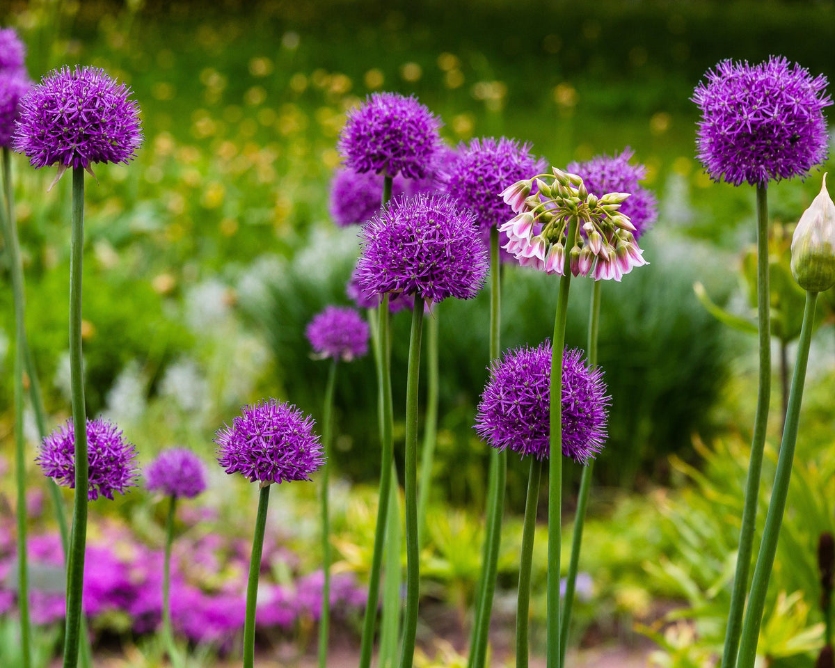 Allium giganteum "Giant onion" 1