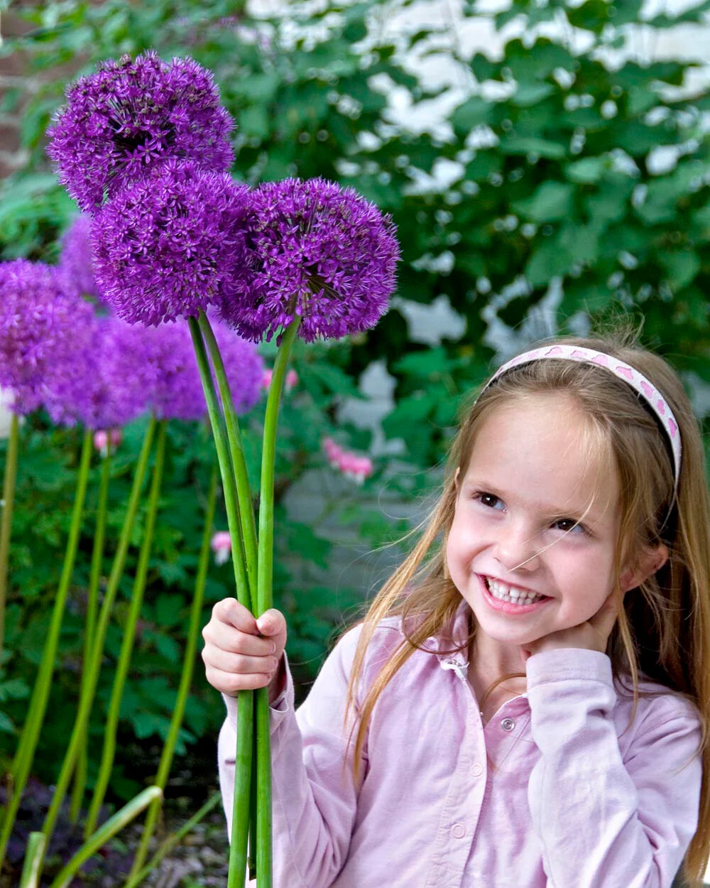 Allium 'Purple Sensation' "Dutch garlic" 3