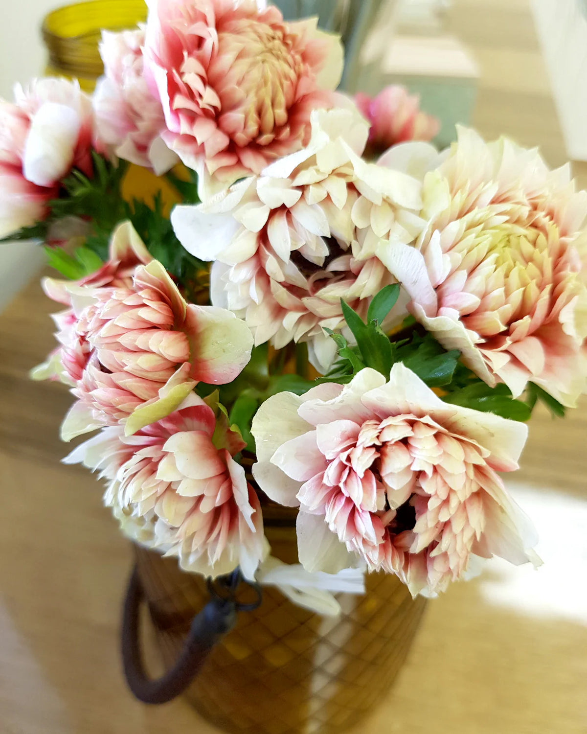 ( pre-order ) Anemone 'Fullstar Red & White' 5 bulbs