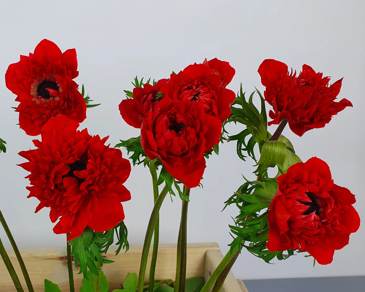 ( pre-order ) Anemone 'Fullstar Red' 5 bulbs