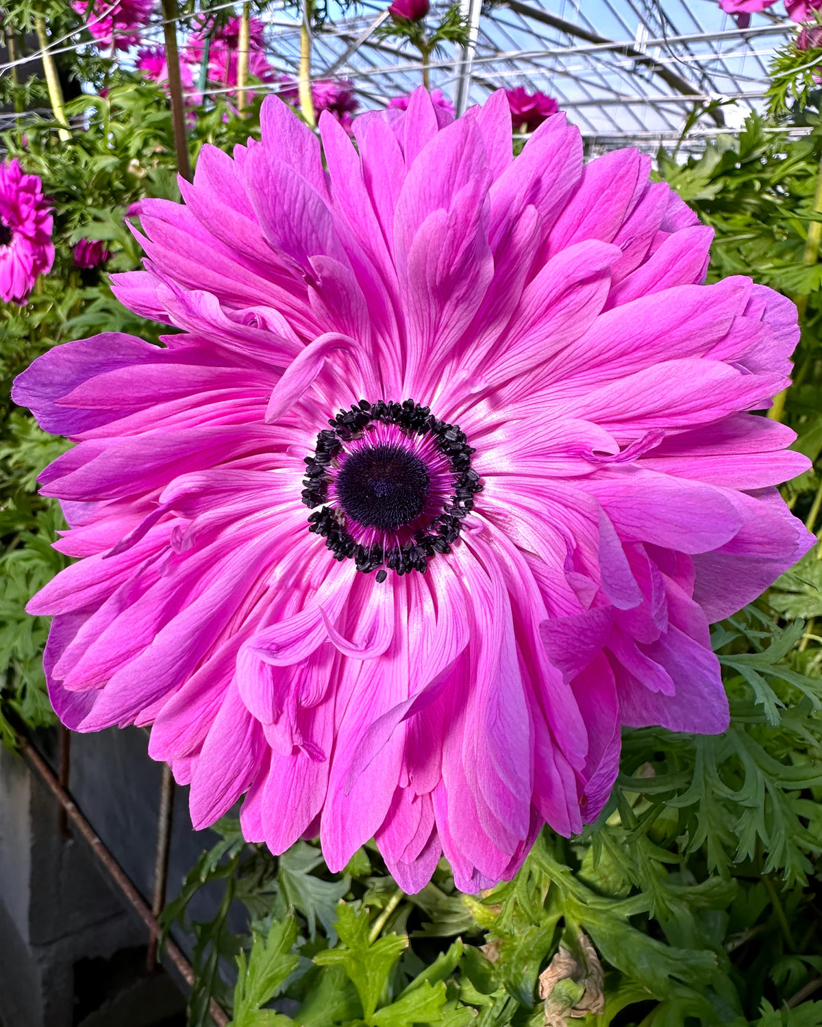 ( pre-order ) Anemone 'Levante® Fucsia' 5 bulbs