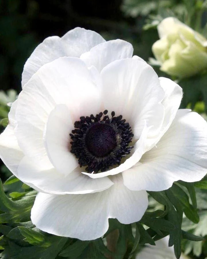 ( pre-order ) Anemone 'Mistral® Bianco Centro Nero' 5 bulbs