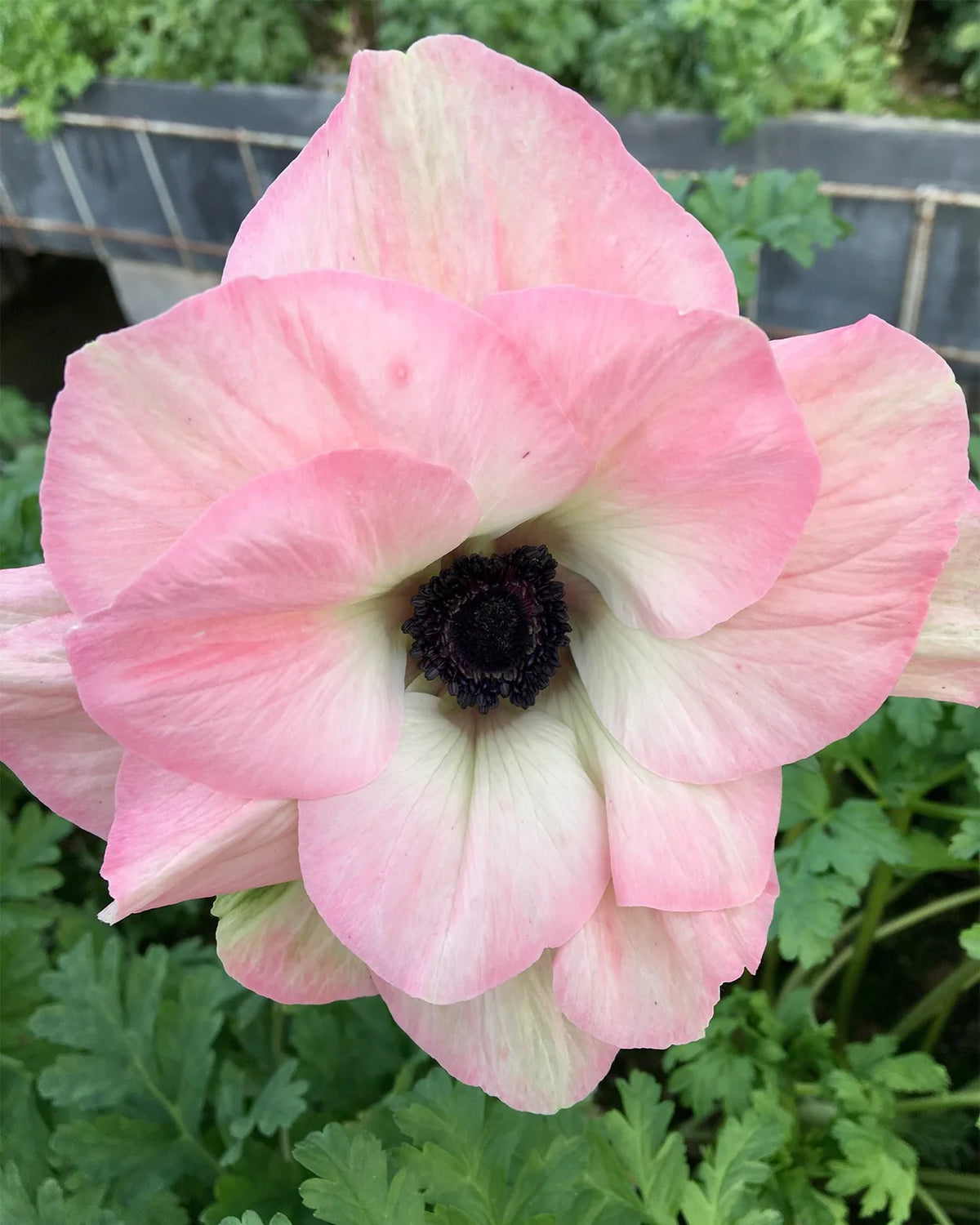 ( pre-order ) Anemone 'Rainbow Blue & White' 5 bulbs