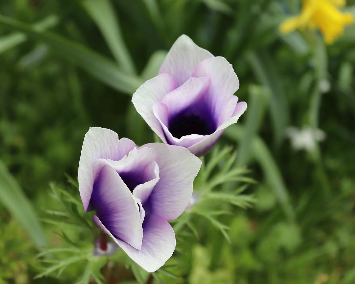( pre-order ) Anemone 'Rainbow Blue & White' 5 bulbs