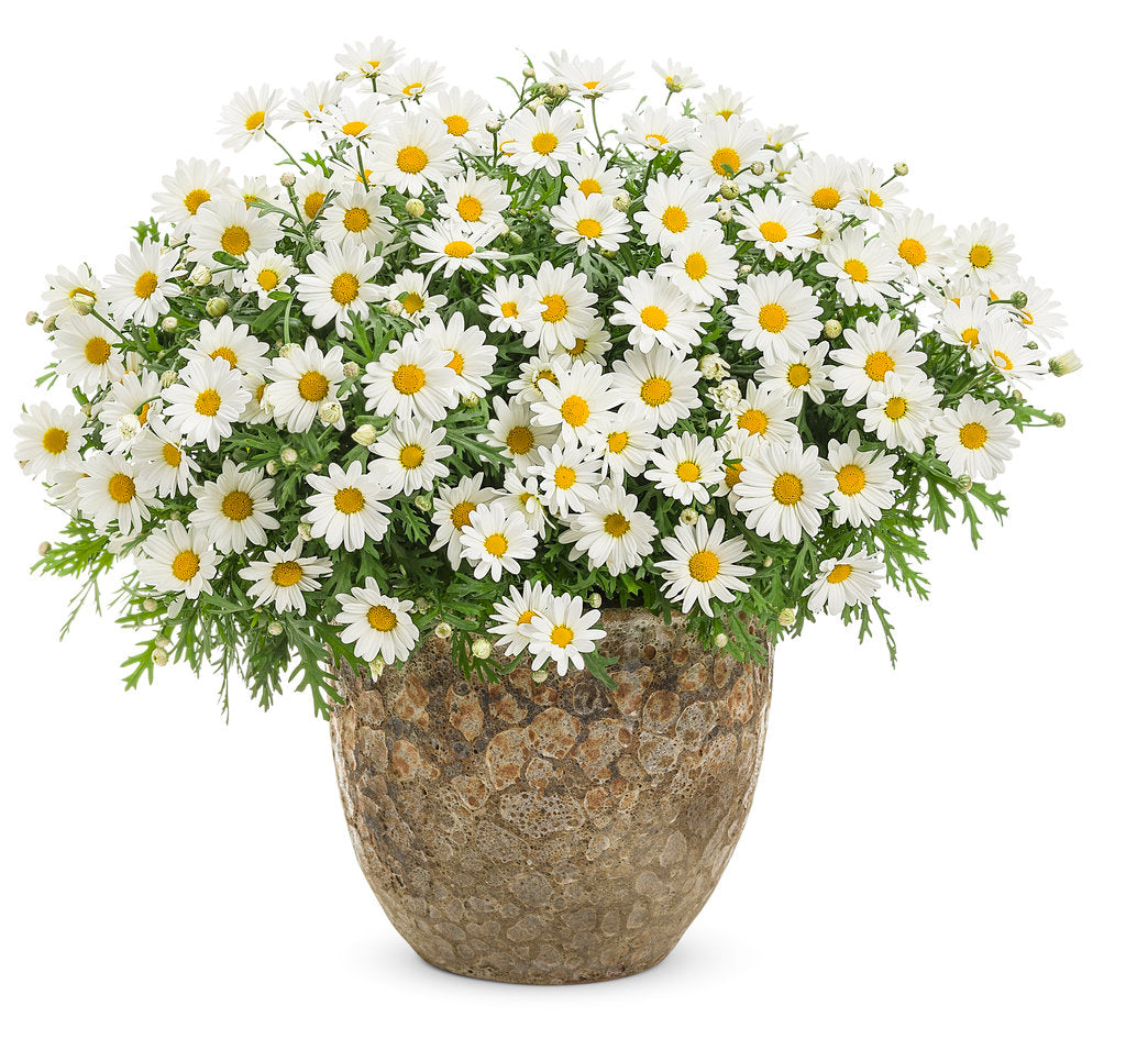 Argyranthemum Snow White