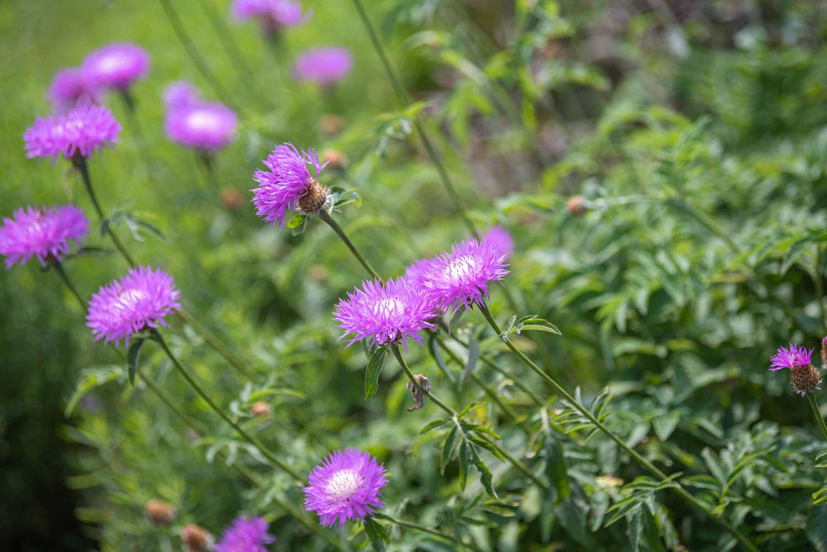BASKETFLOWER PINK