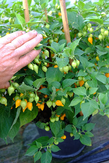 PEPPER BIQUINHO YELLOW