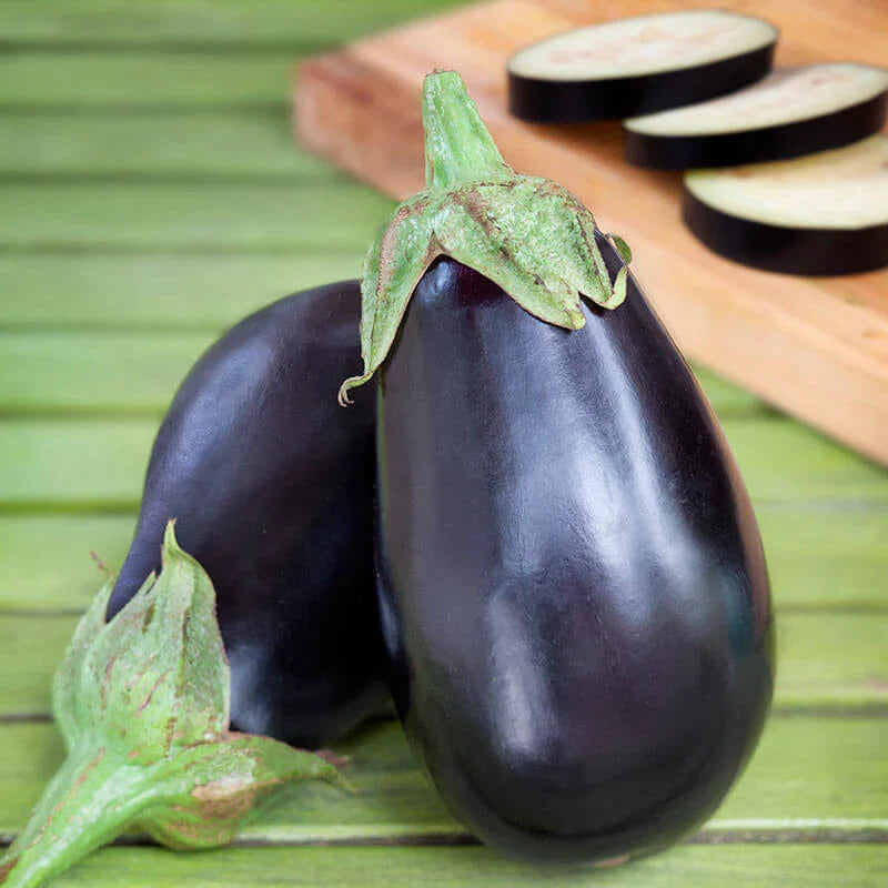 Eggplant Black Beauty