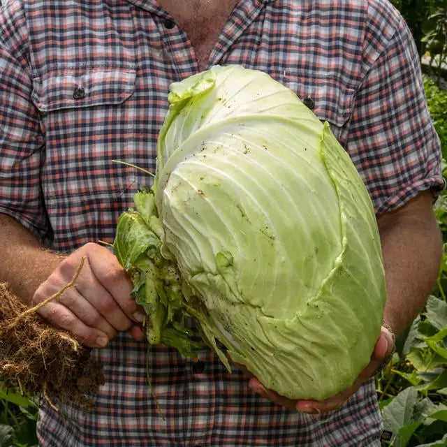 CABBAGE PREMIUM:LATE FLaT DUtCH