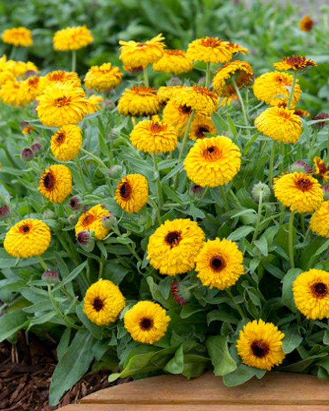Calendula officinalis 'Bull's Eye' Pot Marigold