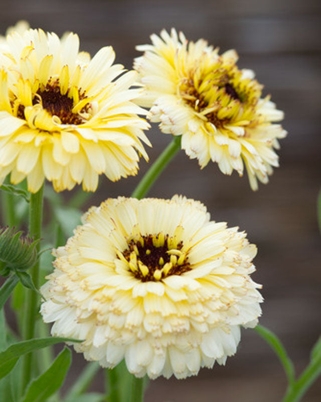 Ivory Princess Calendula