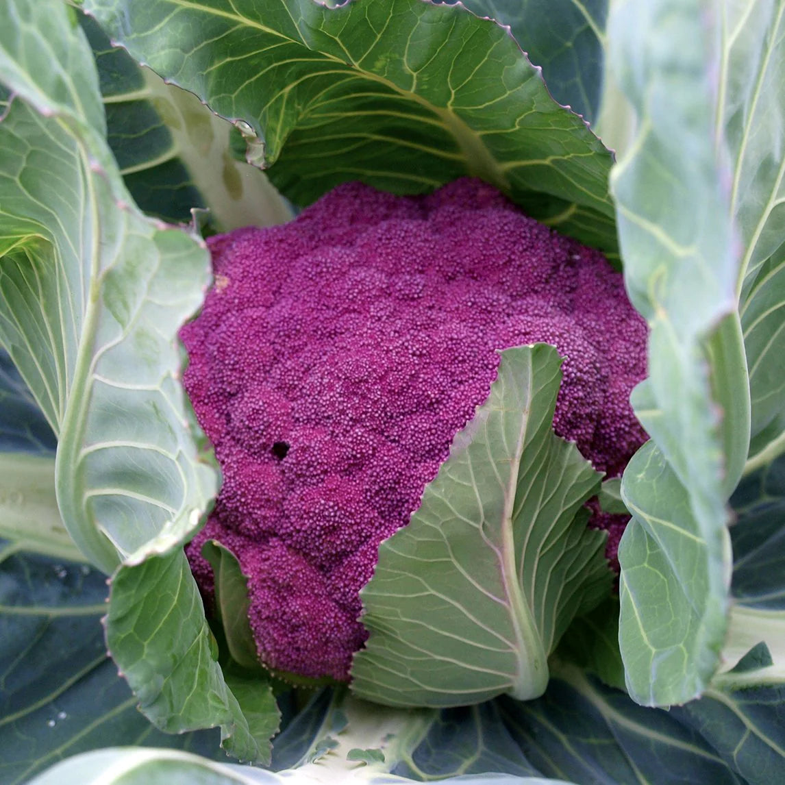 CAULIFLOWER PURPLÊ OF SIGIL